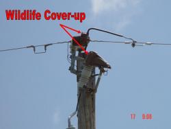 wildlife_coverup