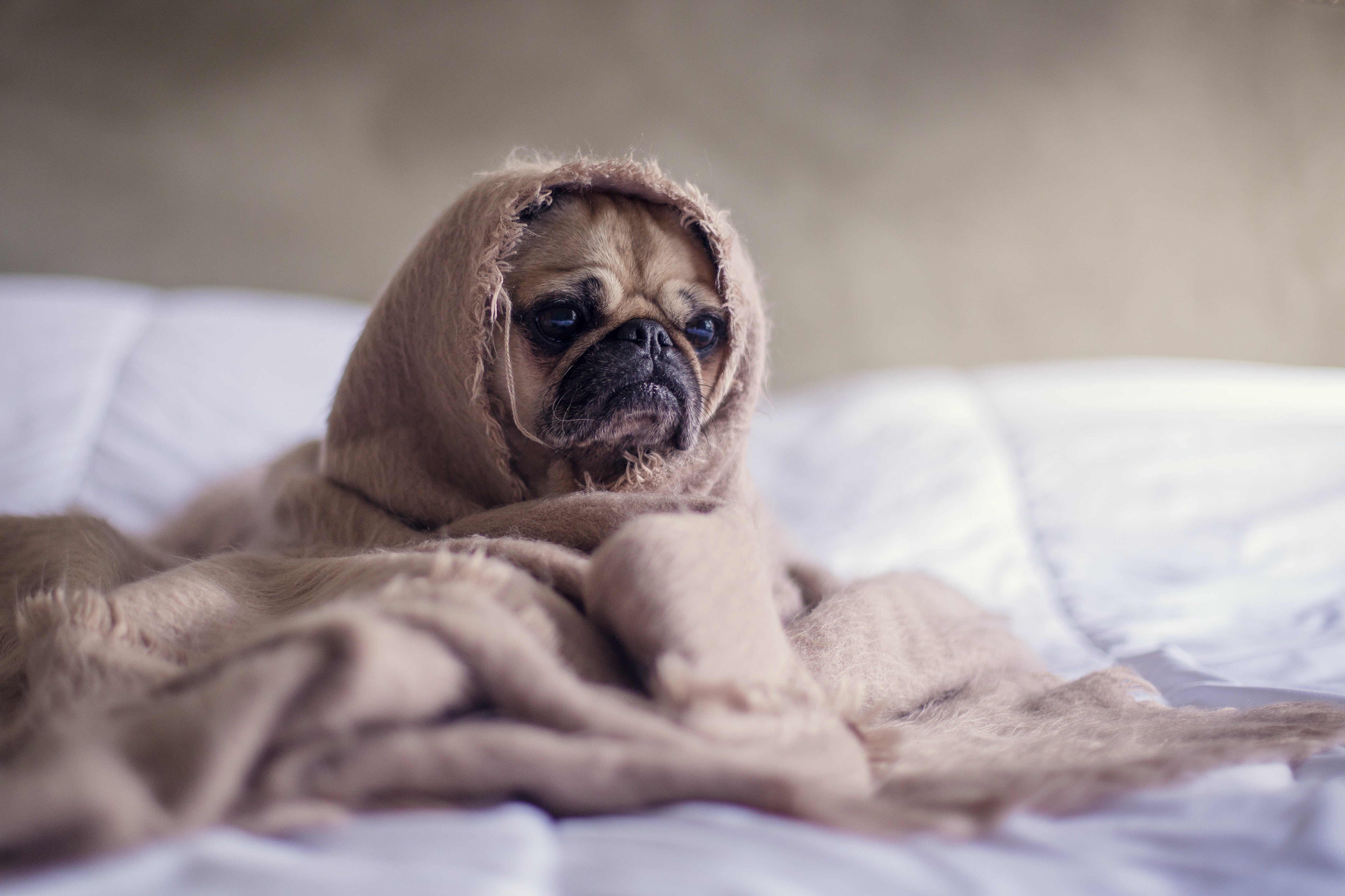 Winter Pup
