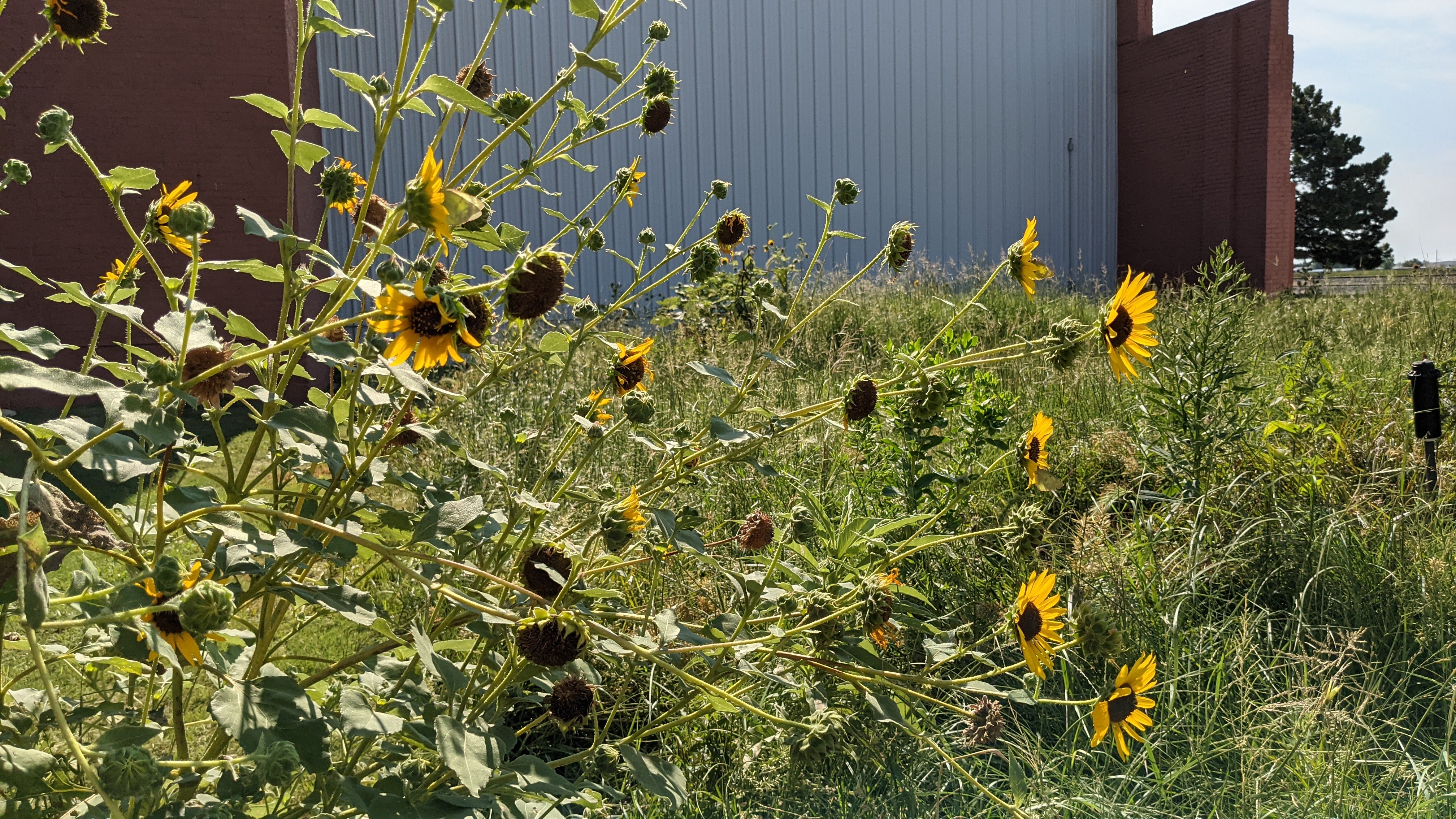 Black Eyed Susans at the Pollinator Garden 