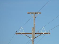 eagle_perch.jpg