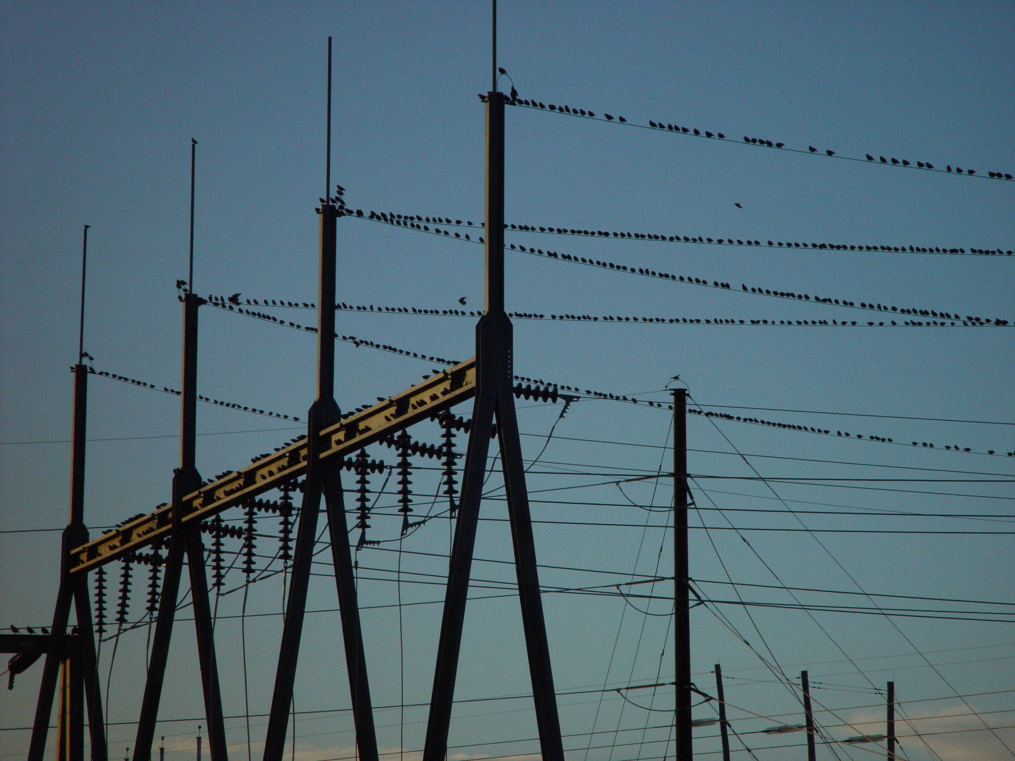 small_birds.jpg